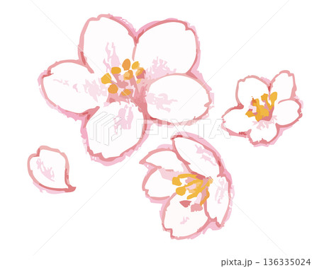 桜のイラスト。ベクターイラスト素材。 桜のイラスト。ベクターイラスト素材。 136335024