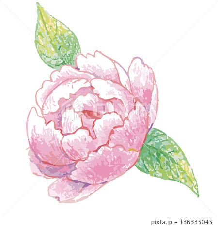 シャクヤクのイラスト。ベクターイラスト素材。 136335045