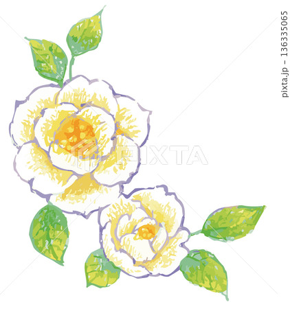 バラのイラスト素材。ベクターイラスト素材 バラのイラスト素材。ベクターイラスト素材 136335065