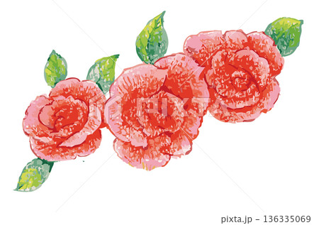 バラのイラスト素材。ベクターイラスト素材 136335069