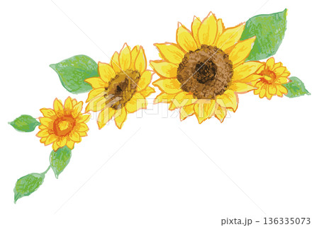 Sunflower Illustration. Vector illustration. 136335073