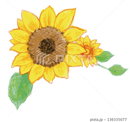 Sunflower Illustration. Vector illustration. Sunflower Illustration. Vector illustration. 136335077