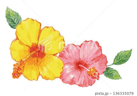 Hibiscus flowers illustration. Vector 136335079