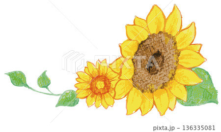 Sunflower Illustration. Vector illustration. 136335081
