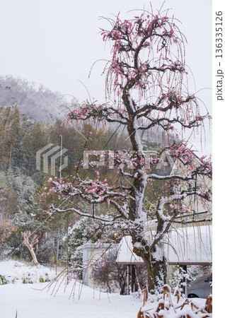 吾妻山麓の田舎風景　白く染まる雪景色と梅の木 136335126