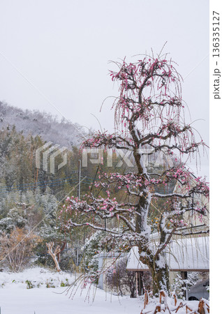 吾妻山麓の田舎風景　白く染まる雪景色と梅の木 136335127