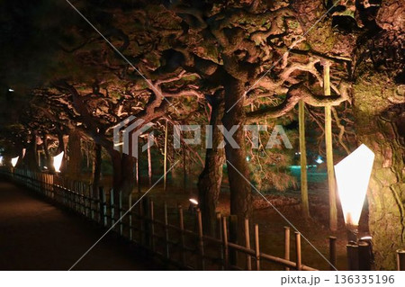 夜の日本庭園を彩るライトアップされた松の並木道と竹垣 夜の日本庭園を彩るライトアップされた松の並木道と竹垣 136335196