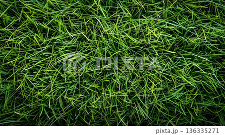 鮮やかな緑が美しい整った芝生の自然テクスチャ背景 136335271