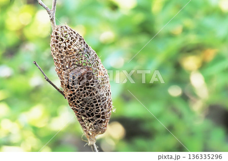 クスサンの繭（空繭） 136335296