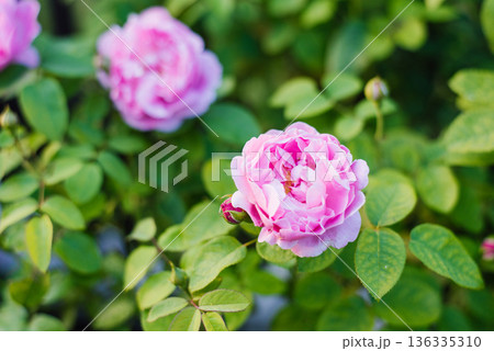 English rose Mary Rose in full bloom in summer garden 136335310