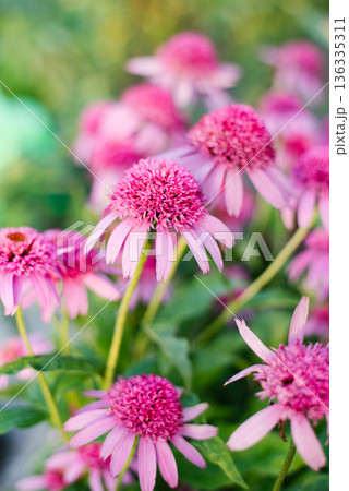 Echinacea Razmatazz flower blooming in garden 136335311