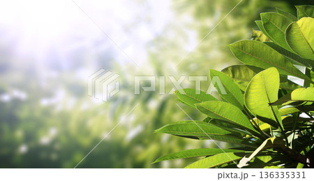 Horizontal background with lush green leaves. Sunny summer backdrop with a tropical scene with leaf. A verdant backdrop of verdant foliage. Nature banner with a verdant leaves. Copy space for text 136335331