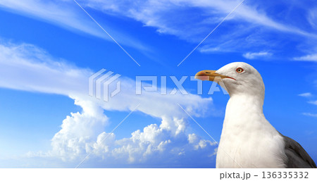 Horizontal banner with Single wild european herring gull (Larus argentatus) on sky background. Nature banner featuring herring gull against backdrop of blue sky. Copy space for text. Mock up template 136335332