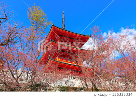 Ancient pavilion in Fushimi Inari shrine, Kyoto. Spring time, sakura blossom season in Japan. Traditional japanese hanami festival. Spring cherry blossoming season in Asia. Topic of travel, trip, tour 136335334