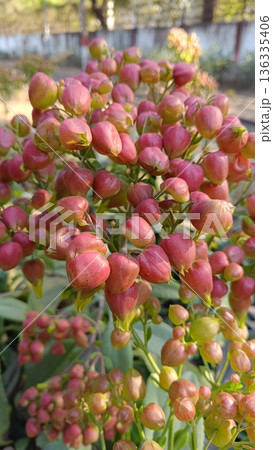 Bud of Bryophyllum plant , Hypericum Berry Flower Red in Bulk. Filler Flower . Hypericum Red Bud of Bryophyllum plant , Hypericum Berry Flower Red in Bulk. Filler Flower . Hypericum Red 136335406