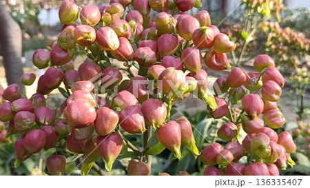 Bud of Bryophyllum plant , Hypericum Berry Flower Red in Bulk. Filler Flower . Hypericum Red 136335407