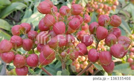 Bud of Bryophyllum plant , Hypericum Berry Flower Red in Bulk. Filler Flower . Hypericum Red Bud of Bryophyllum plant , Hypericum Berry Flower Red in Bulk. Filler Flower . Hypericum Red 136335408