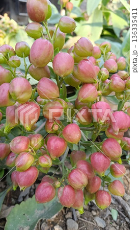 Bud of Bryophyllum plant , Hypericum Berry Flower Red in Bulk. Filler Flower . Hypericum Red Bud of Bryophyllum plant , Hypericum Berry Flower Red in Bulk. Filler Flower . Hypericum Red 136335411