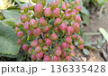 Bud of Bryophyllum plant , Hypericum Berry Flower Red in Bulk. Filler Flower . Hypericum Red 136335428