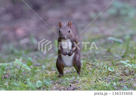 エゾリス　夏 136335608