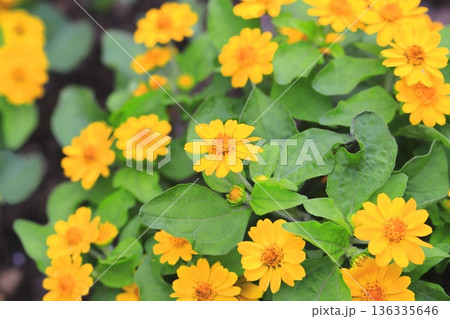 満開のメランポジウム(メランポジュューム) 満開のメランポジウム(メランポジュューム) 136335646