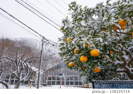 雪が積もる柑橘類の果樹 136335714