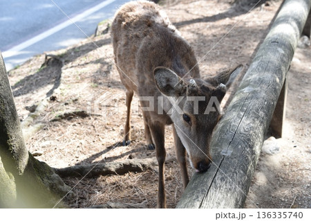 奈良公園の鹿 136335740