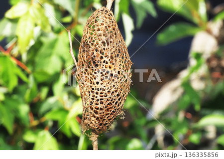 クスサンの繭（空繭） 136335856