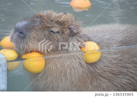 温泉に気持ちよさそうに入るカピバラ 136335905