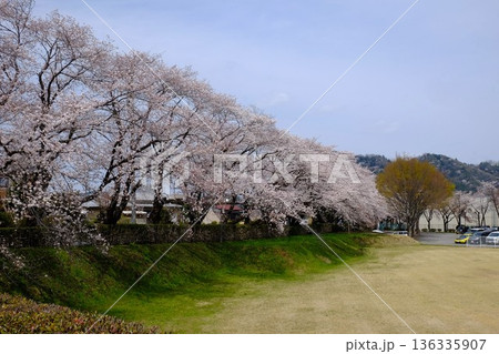 土手の桜並木が満開　【相模原市津久井　4月】 136335907