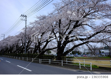 桜並木のある道路　【相模原市津久井　4月】 136335908