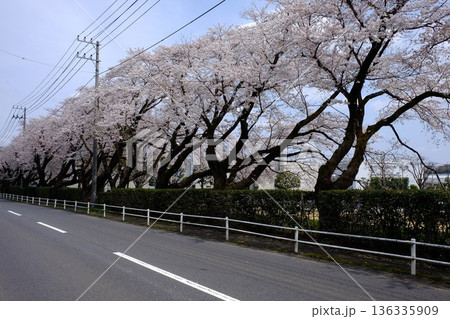 桜並木　満開の道路　【相模原市津久井　4月】 136335909