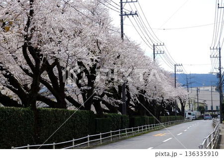 道路沿いの桜並木が満開　【相模原市津久井　4月】 136335910