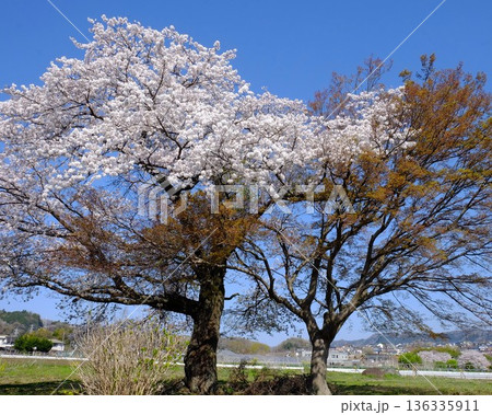 満開の桜と楓の新葉　【相模原市津久井　4月】 136335911