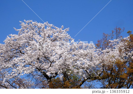 青空に映える満開の桜　【相模原市津久井　4月】 136335912