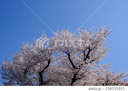 春の陽を浴びる八重桜　【相模原市津久井　4月】 136335915
