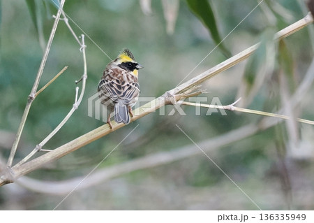 枯れた竹枝に止まるミヤマホオジロの雄 136335949