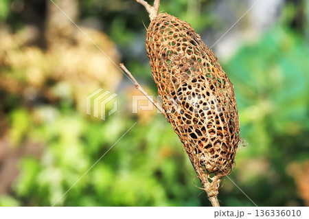 クスサンの繭（空繭） 136336010