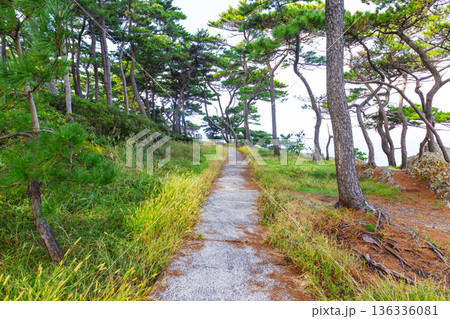 日御碕 松林の遊歩道 日御碕 松林の遊歩道 136336081