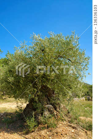 A majestic, centuries-old olive tree with a thick, textured trunk and lush green foliage thrives in the Sierra de Godall region of Catalonia 136336103