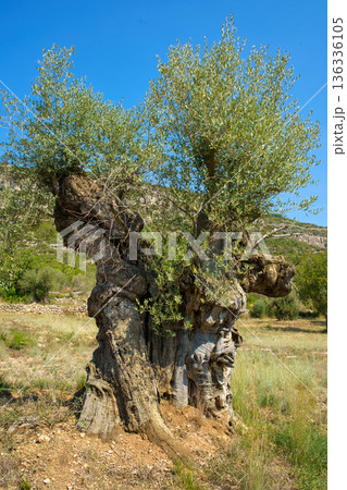 A centuries-old olive tree with a uniquely twisted and textured trunk thrives under a clear blue sky in the rugged terrain of Sierra de Godall, Spain A centuries-old olive tree with a uniquely twisted and textured trunk thrives under a clear blue sky in the rugged terrain of Sierra de Godall, Spain 136336105