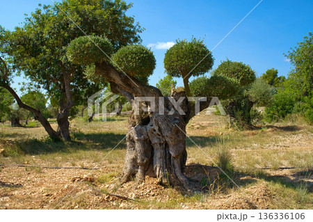 A very old, twisted olive tree with a thick, textured trunk and perfectly shaped green foliage sits in a sun-drenched field under a clear blue sky 136336106