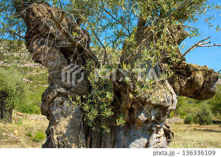 Close-up of a massive, ancient olive tree trunk showing its textured bark and new growth against a clear blue sky and arid landscape Close-up of a massive, ancient olive tree trunk showing its textured bark and new growth against a clear blue sky and arid landscape 136336109