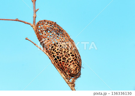 クスサンの繭（空繭） 136336130