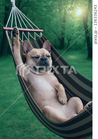 ハンモックでリラックス 136336243
