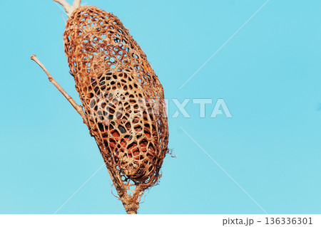 クスサンの繭（空繭） 136336301