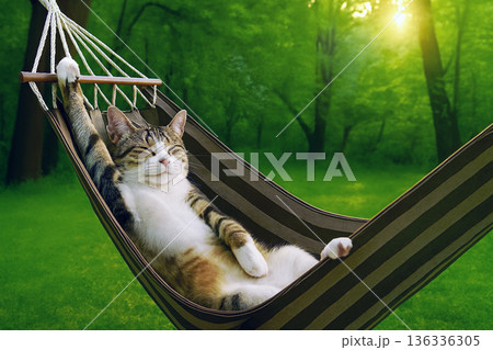 ハンモックでリラックス 136336305