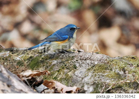 青い鳥「ルリビタキ雄」 青い鳥「ルリビタキ雄」 136336342
