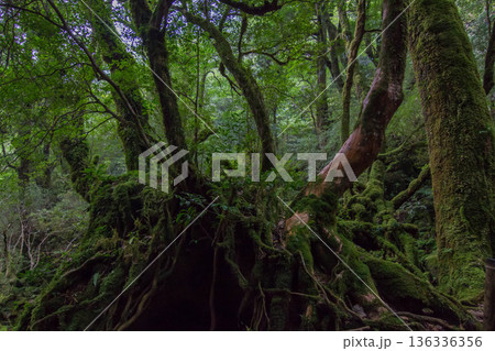 屋久島の苔むす森 屋久島の苔むす森 136336356