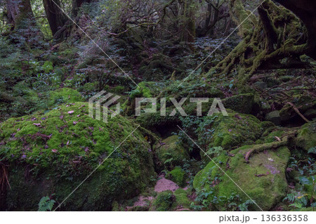 屋久島の苔むす森 屋久島の苔むす森 136336358